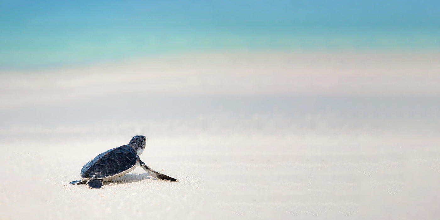 Maria Nila Cairns Turtle Centre